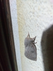 Syssphinx heiligbrodti