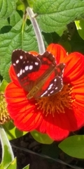 Anartia amathea