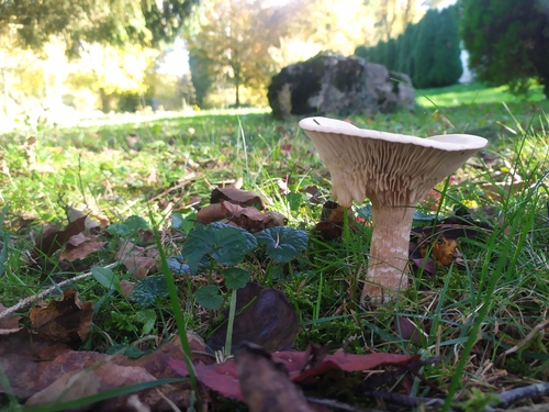 Martinčica (Infundibulicybe geotropa)