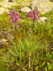 Pedicularis sudetica interioroides