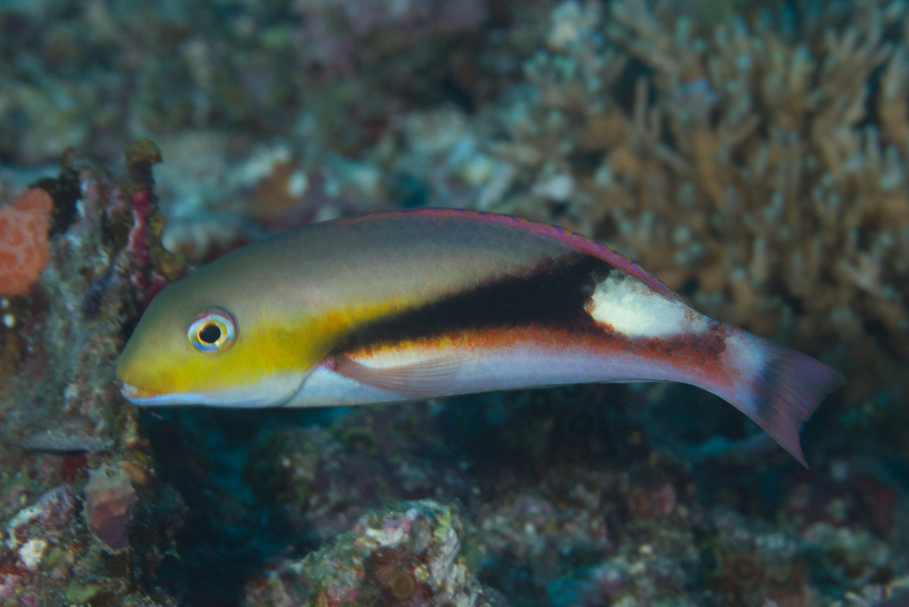 Jordan's tuskfish (Choerodon jordani) — Labridae
