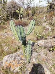 Myrtillocactus geometrizans