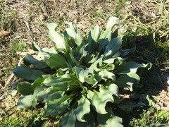Cynoglossum cheirifolium