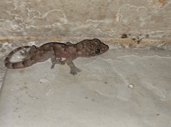 Hemidactylus mabouia