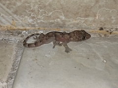 Hemidactylus mabouia