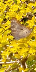 Anartia jatrophae