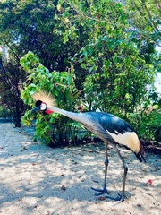 Balearica regulorum