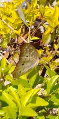 Anartia jatrophae