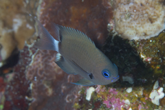Pycnochromis delta