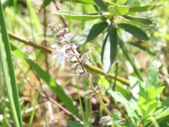 Ocimum obovatum