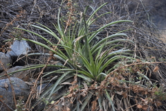 Puya ferruginea