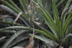 Puya ferruginea