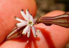 Silene burchellii burchellii