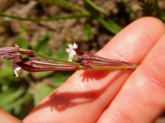 Silene burchellii burchellii