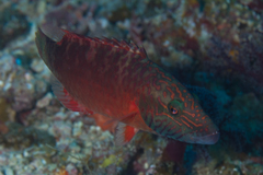 Oxycheilinus digramma