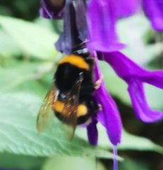Bombus
