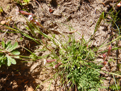 Silene burchellii burchellii