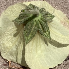 Pavonia senegalensis