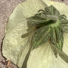 Pavonia senegalensis