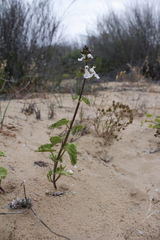 Stachys bolusii