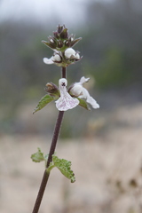 Stachys bolusii