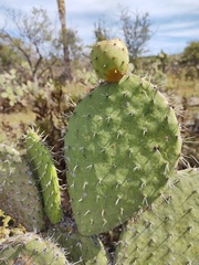 Opuntia joconostle