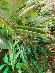 Codiaeum variegatum
