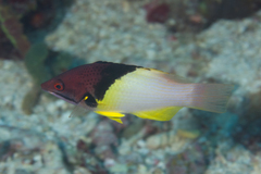 Bodianus mesothorax