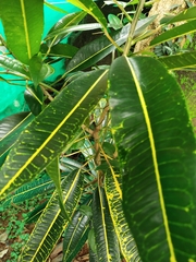 Codiaeum variegatum