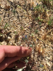 Eriastrum filifolium
