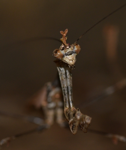 Cryptic Mantis