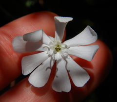Silene undulata
