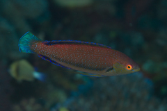 Cirrhilabrus punctatus