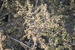 Lycium californicum