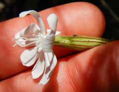 Silene undulata