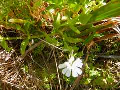 Silene undulata