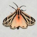 Harnessed Tiger Moth - Photo (c) Royal Tyler, some rights reserved (CC BY-NC-SA), uploaded by Royal Tyler
