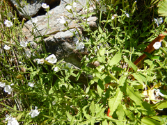 Silene undulata