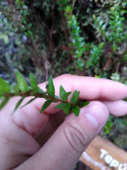 Metrosideros stipularis