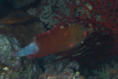 Cheilinus oxycephalus