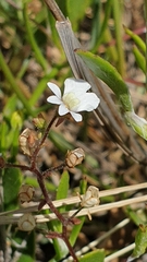 Nemesia floribunda