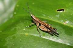 Xiphiola cyanoptera