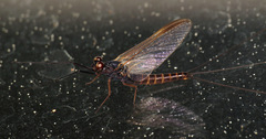 Leptophlebia