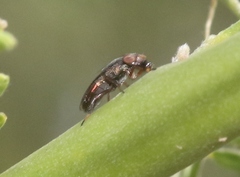 Notogramma