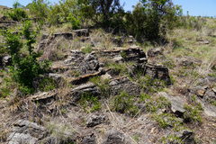 Xerophyta adendorffii