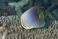 Chaetodon baronessa