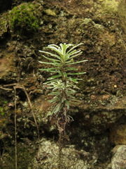 Linochilus rosmarinifolius