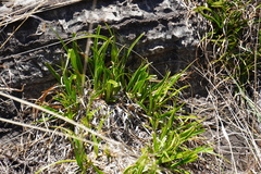 Xerophyta adendorffii