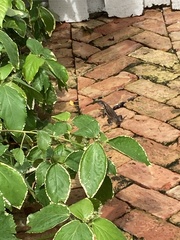 Leiocephalus carinatus