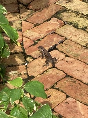 Leiocephalus carinatus